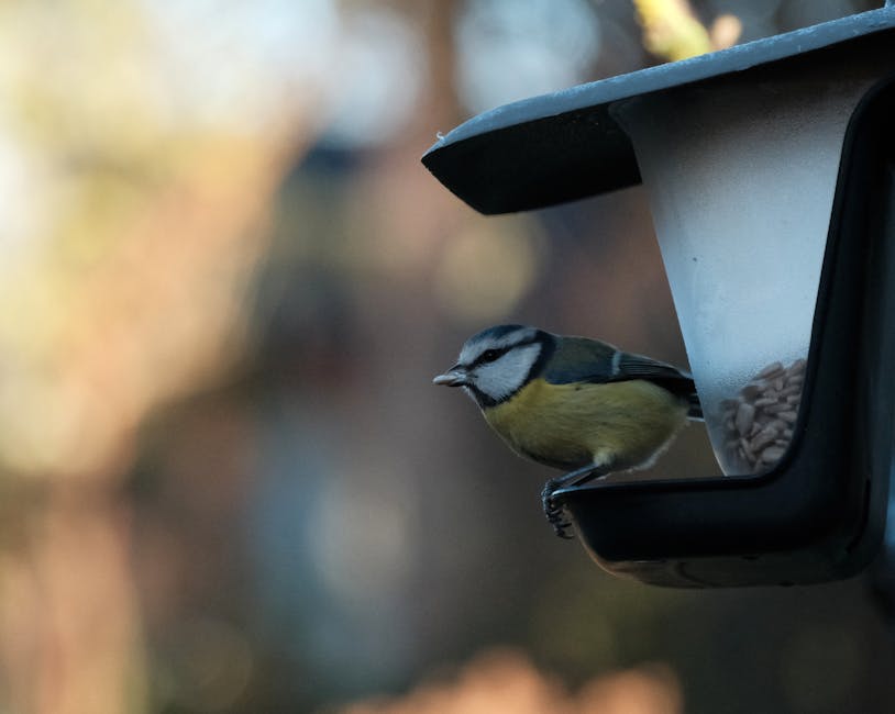 Bird Bath For Deck Railing